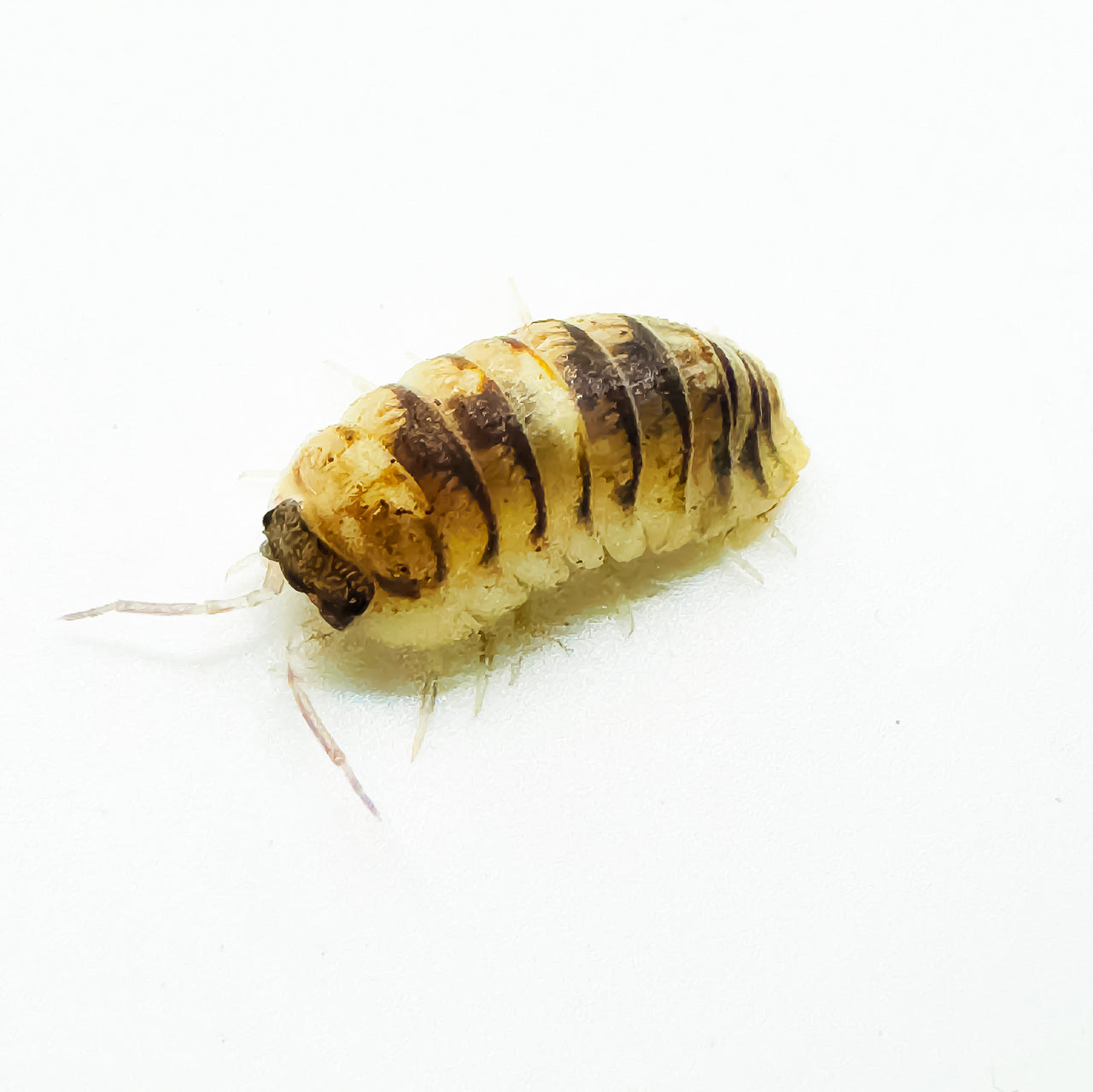 Armadillidium Espanyoli Marbleized