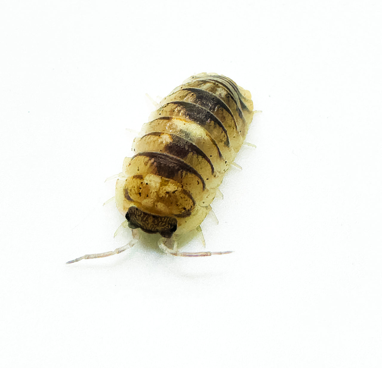 Armadillidium Espanyoli Marbleized