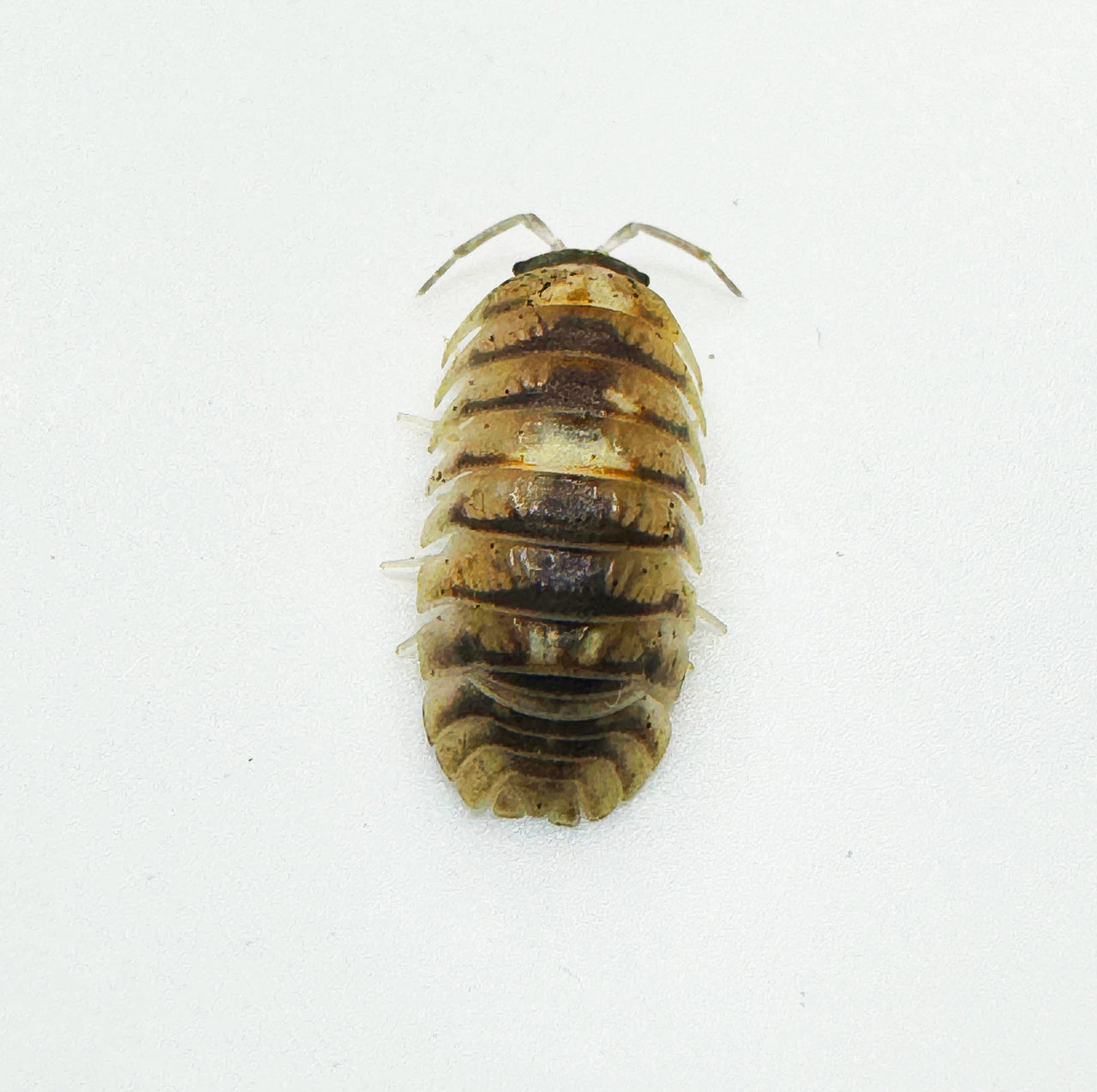 Armadillidium Espanyoli Marbleized