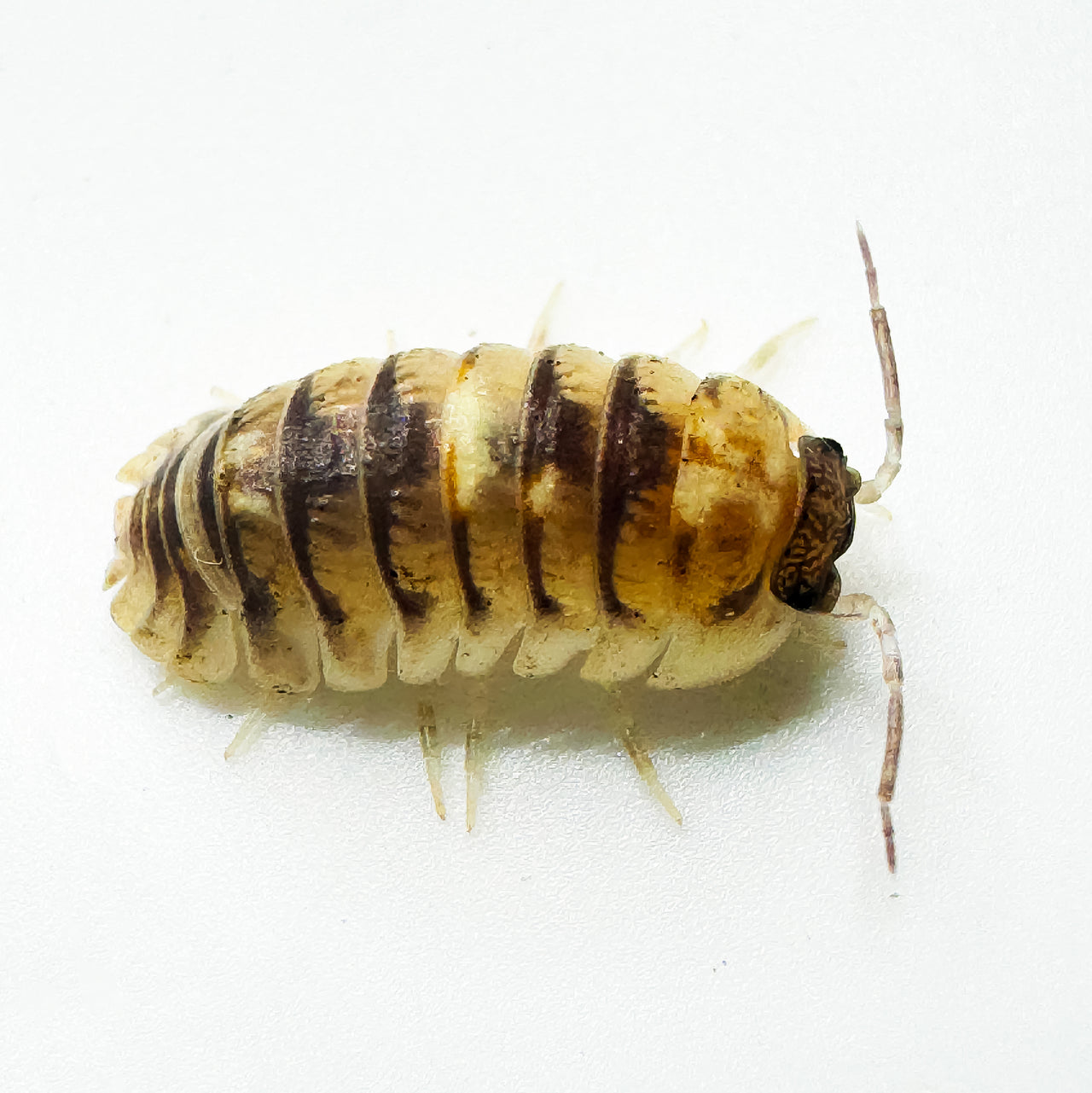 Armadillidium Espanyoli Marbleized