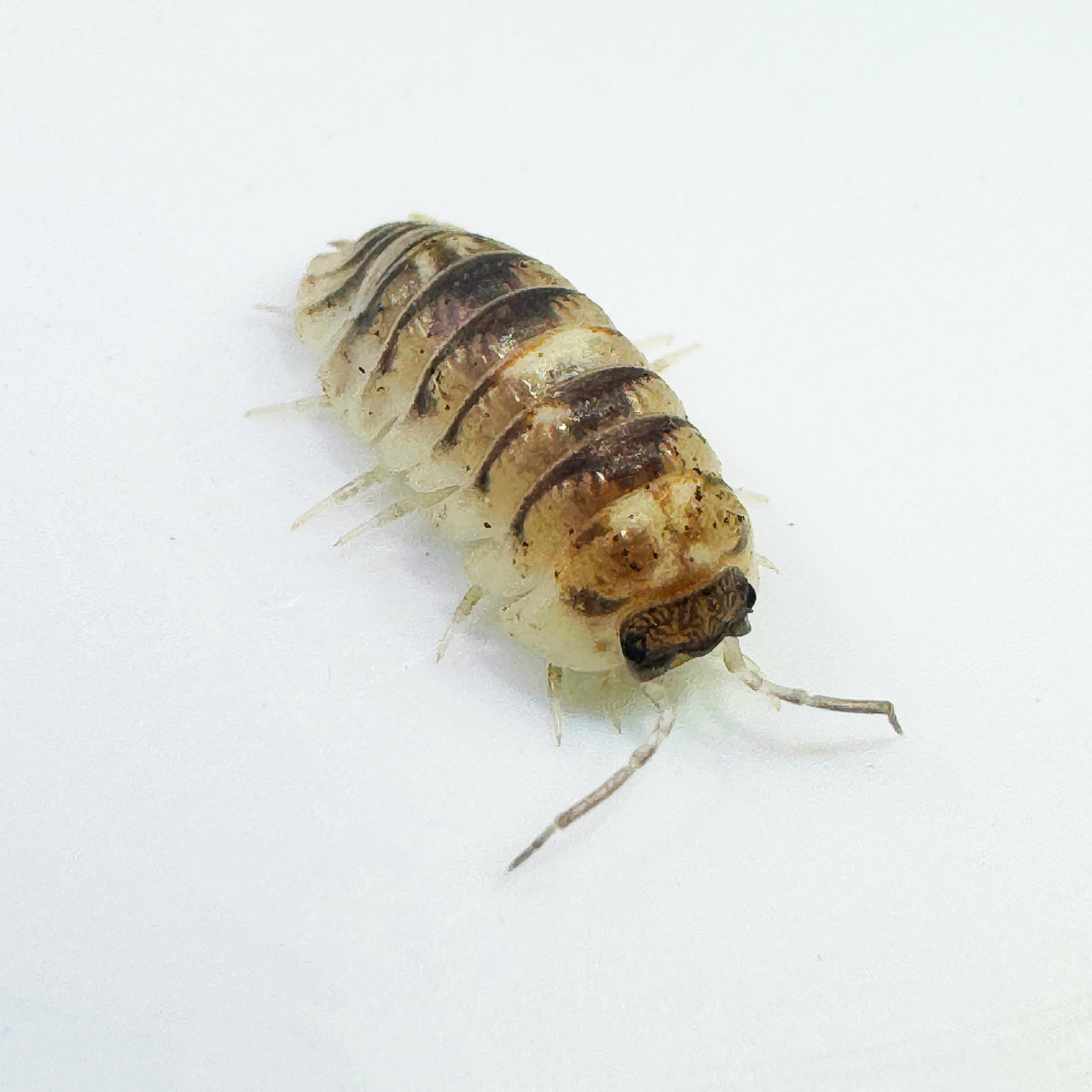 Armadillidium Espanyoli Marbleized