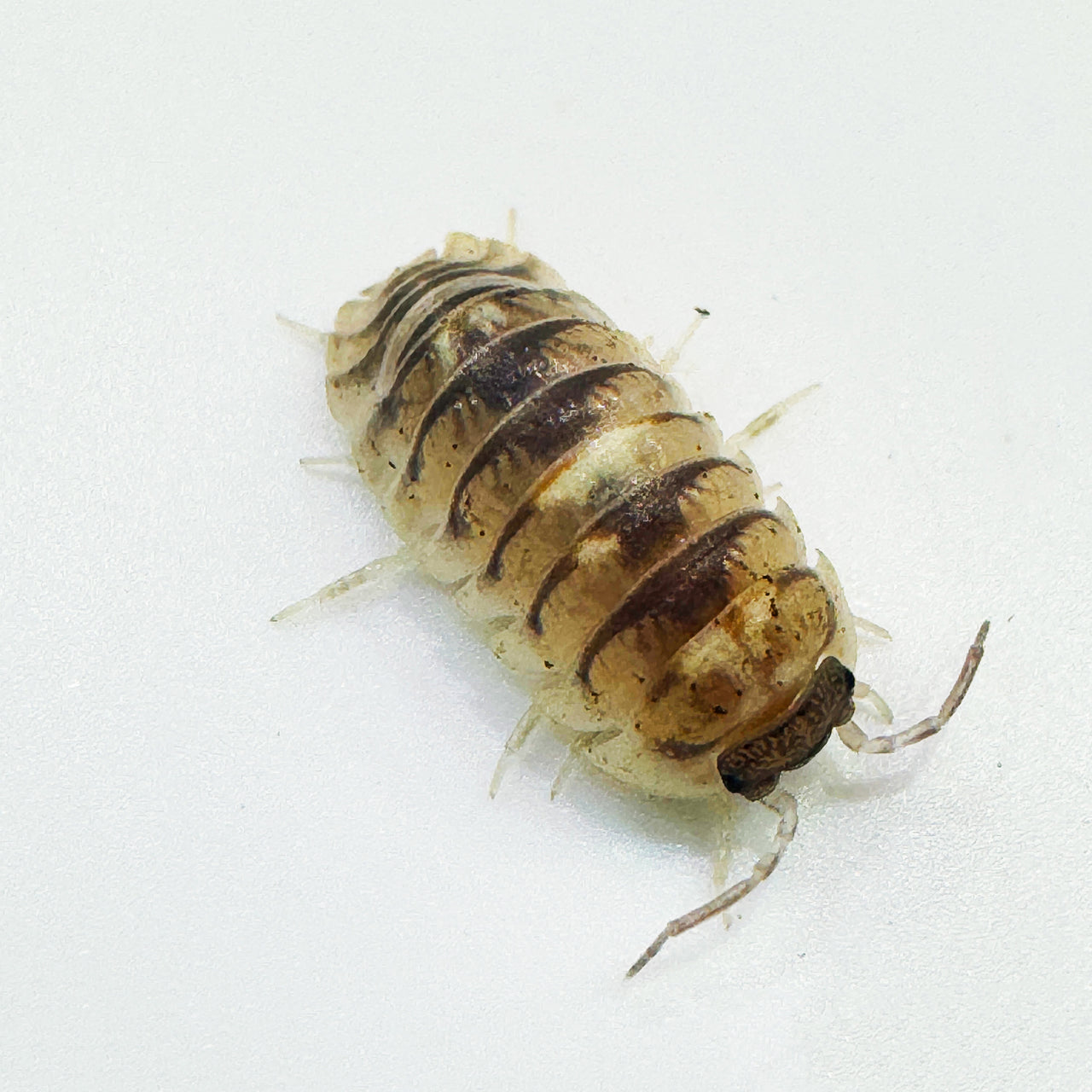 Armadillidium Espanyoli Marbleized