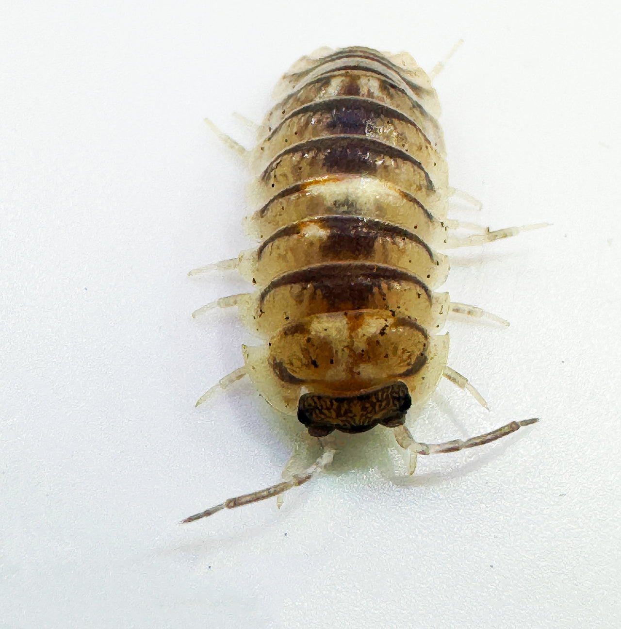 Armadillidium Espanyoli Marbleized