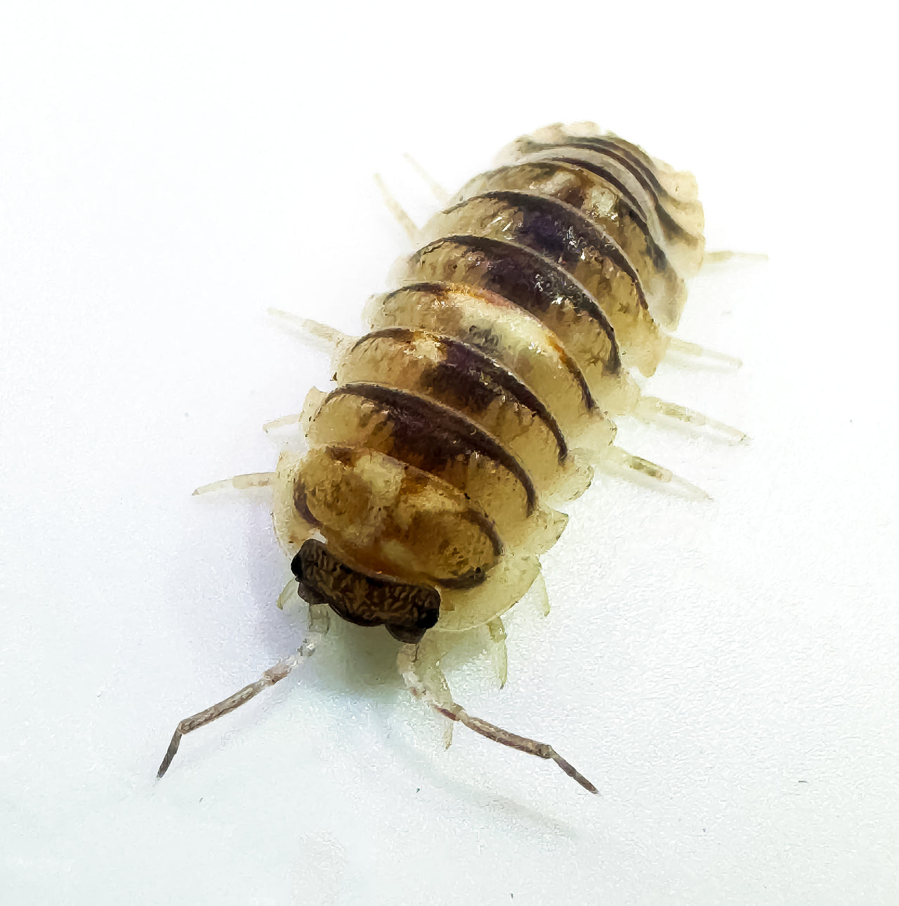 Armadillidium Espanyoli Marbleized