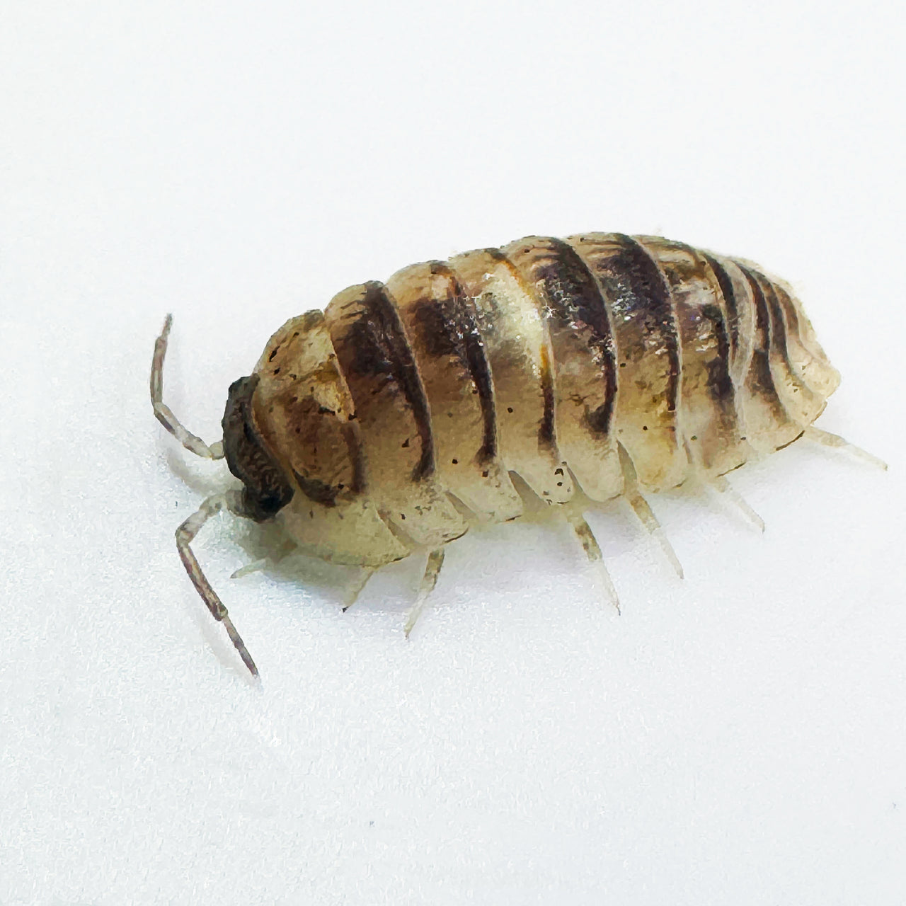 Armadillidium Espanyoli Marbleized