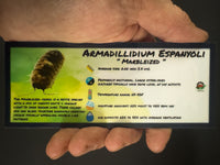 Thumbnail for Armadillidium Espanyoli Marbleized Isopod Bin Label
