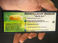 Thumbnail for Armadillidium Nasatum White Out Isopod Bin Label