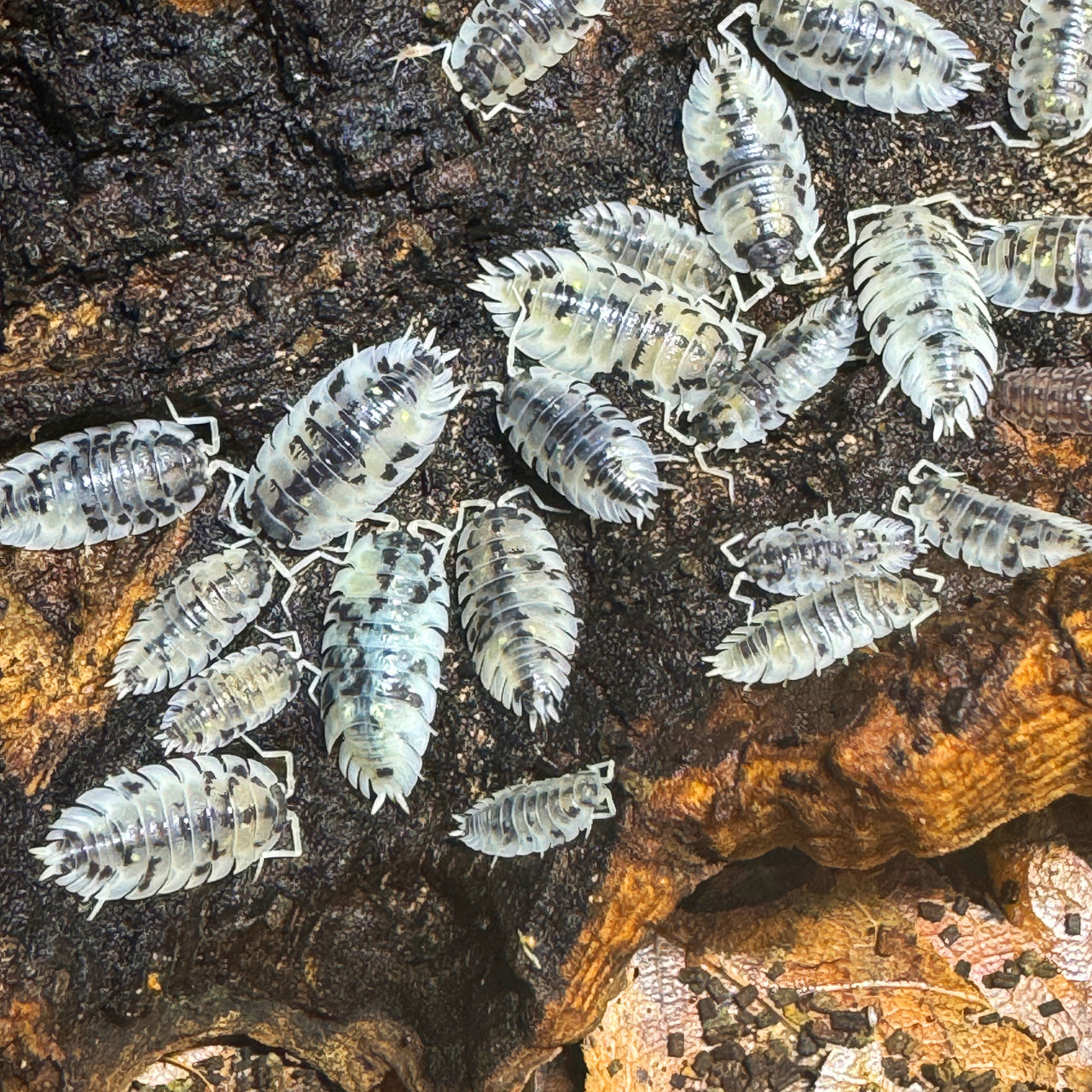 Oniscus Asellus "Mardi Gras Dalmatian"