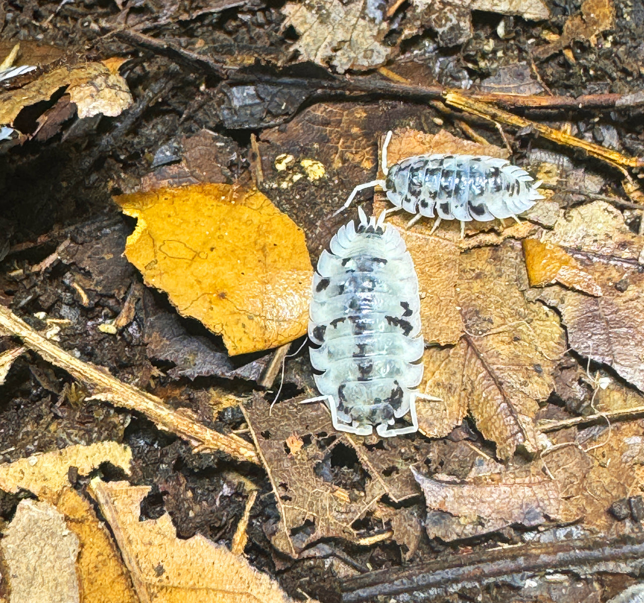 Oniscus Asellus "Mardi Gras Dalmatian"