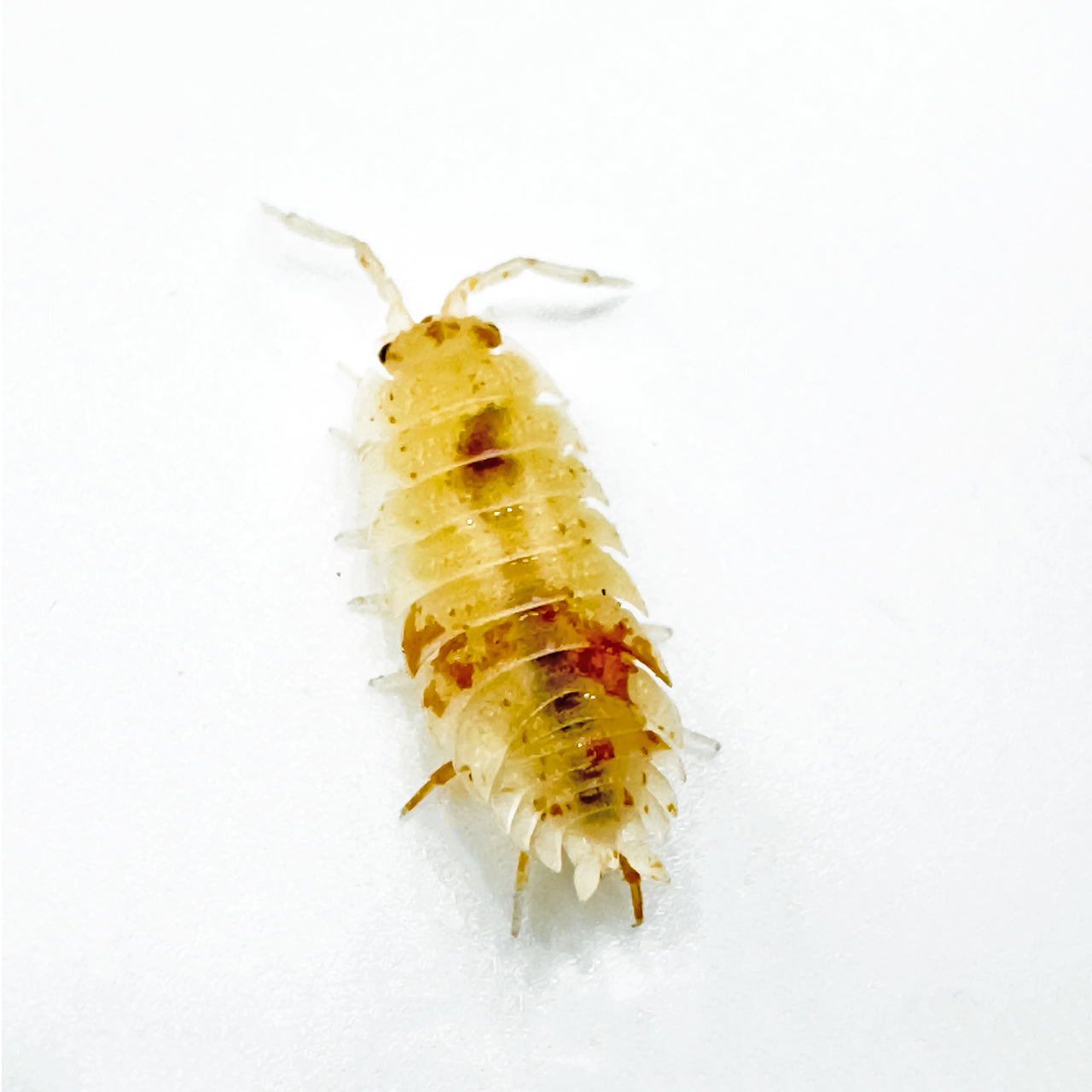 Porcellio Scaber "Orange Dalmatian"