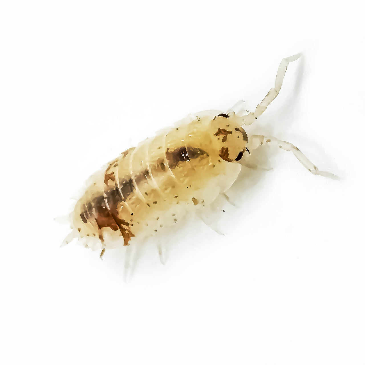 Porcellio Scaber "Orange Dalmatian"