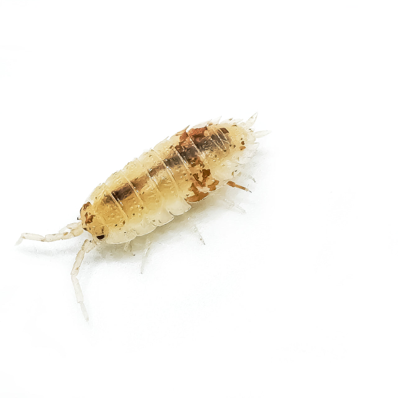 Porcellio Scaber "Orange Dalmatian"