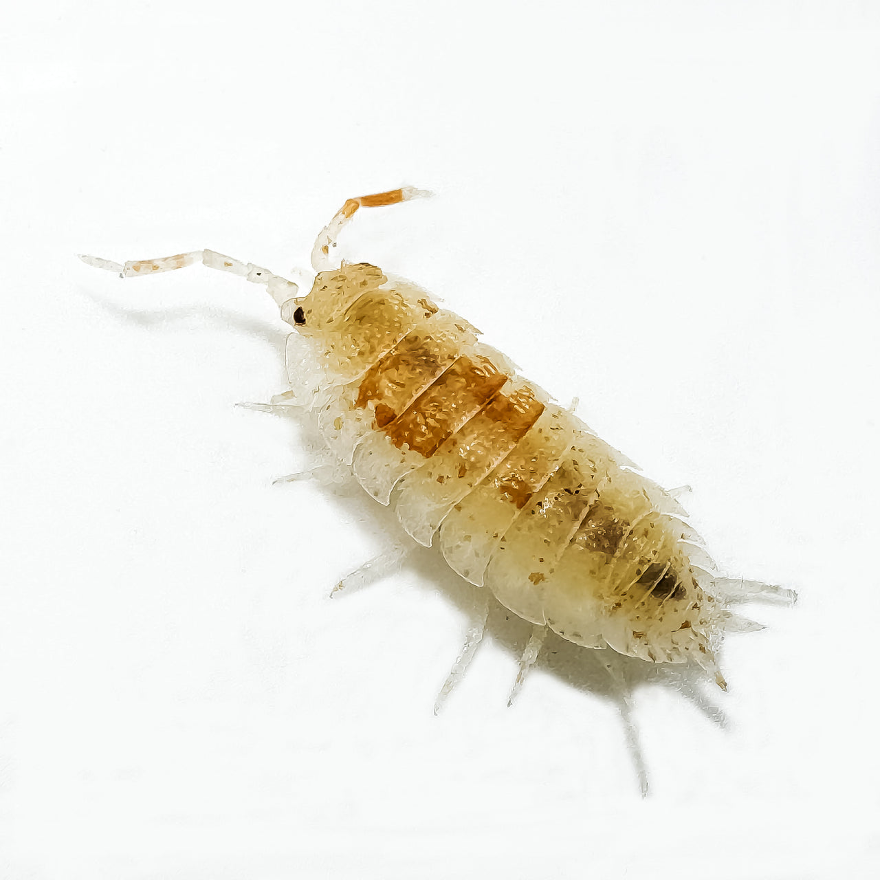 Porcellio Scaber "Orange Dalmatian"