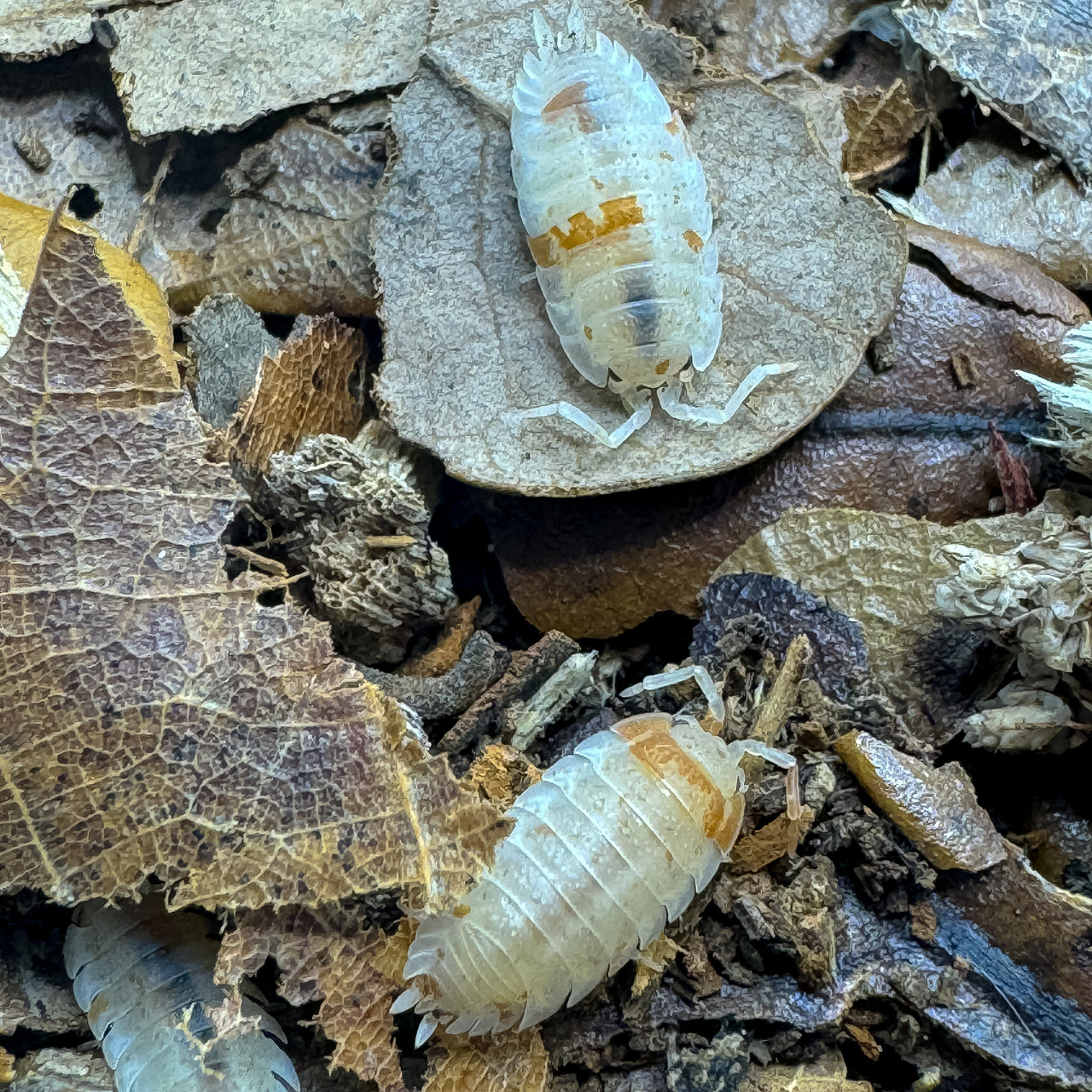 Porcellio Scaber "Orange Dalmatian"