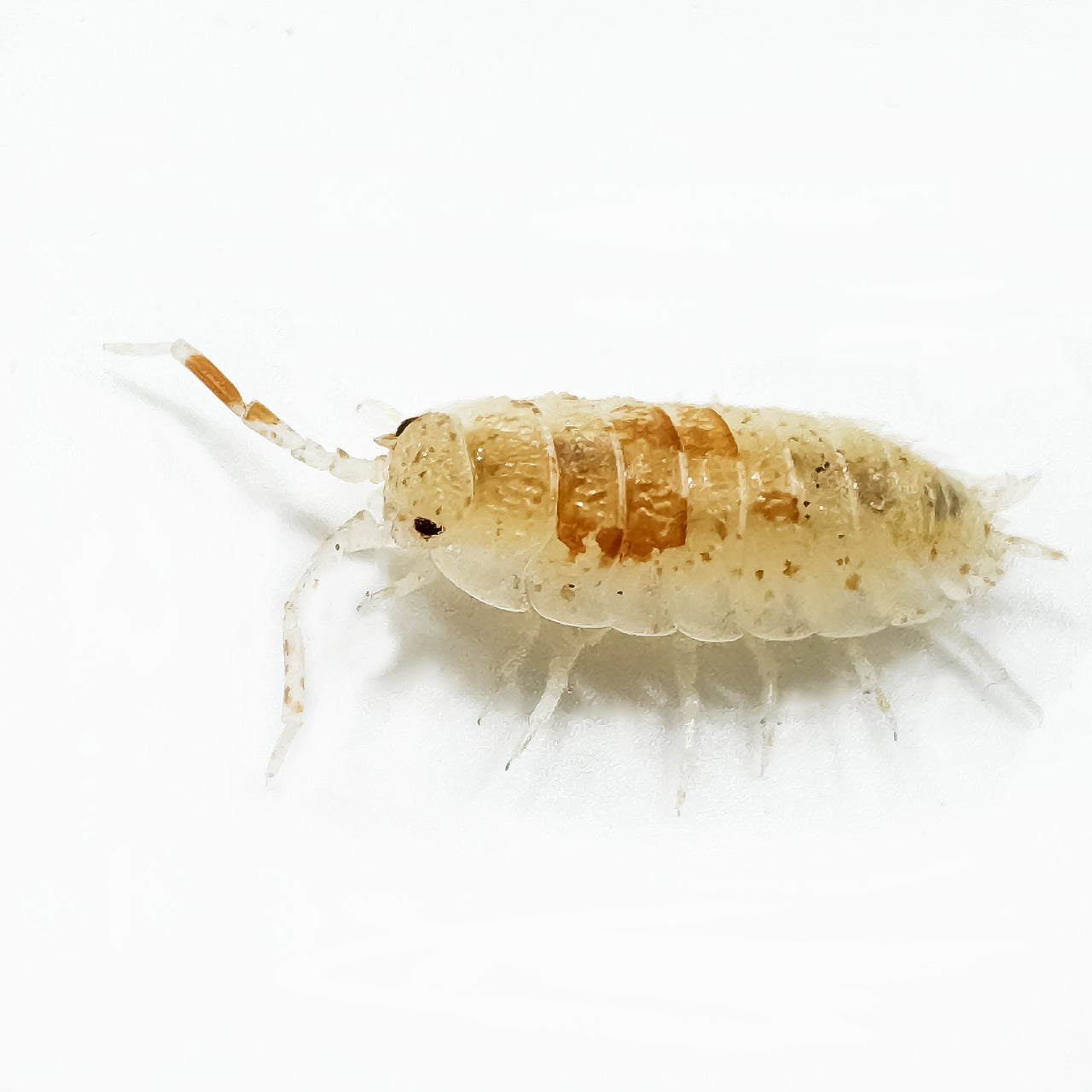 Porcellio Scaber "Orange Dalmatian"