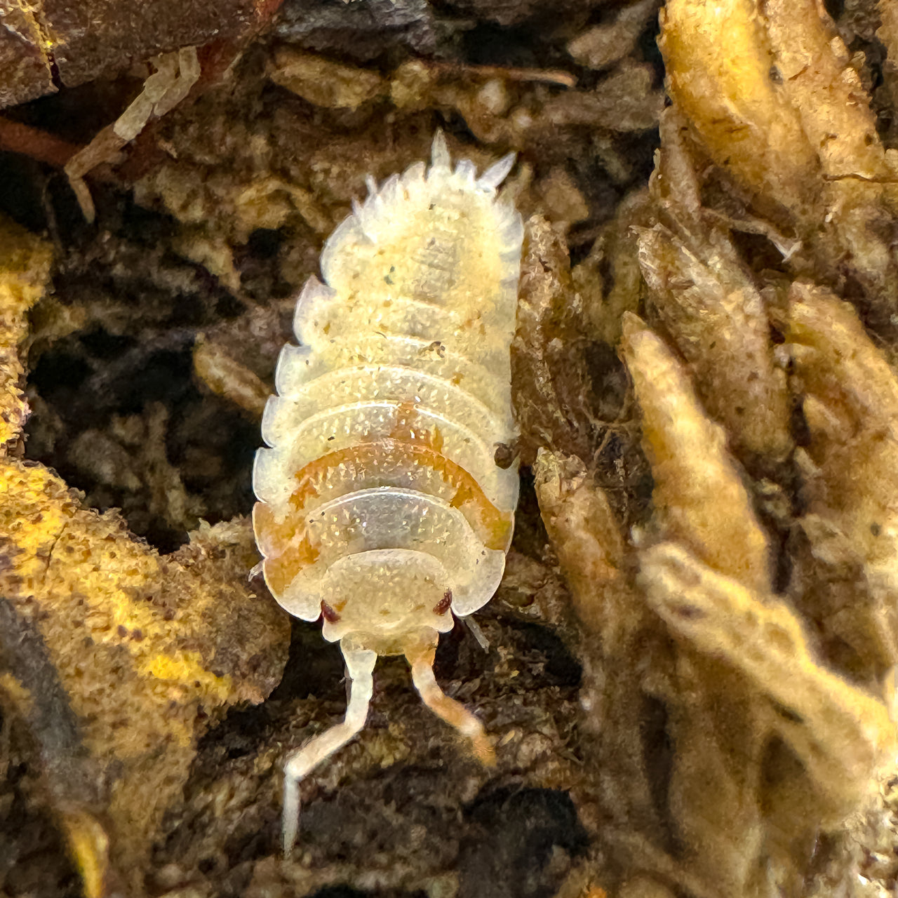 Porcellio Scaber "Orange Dalmatian"