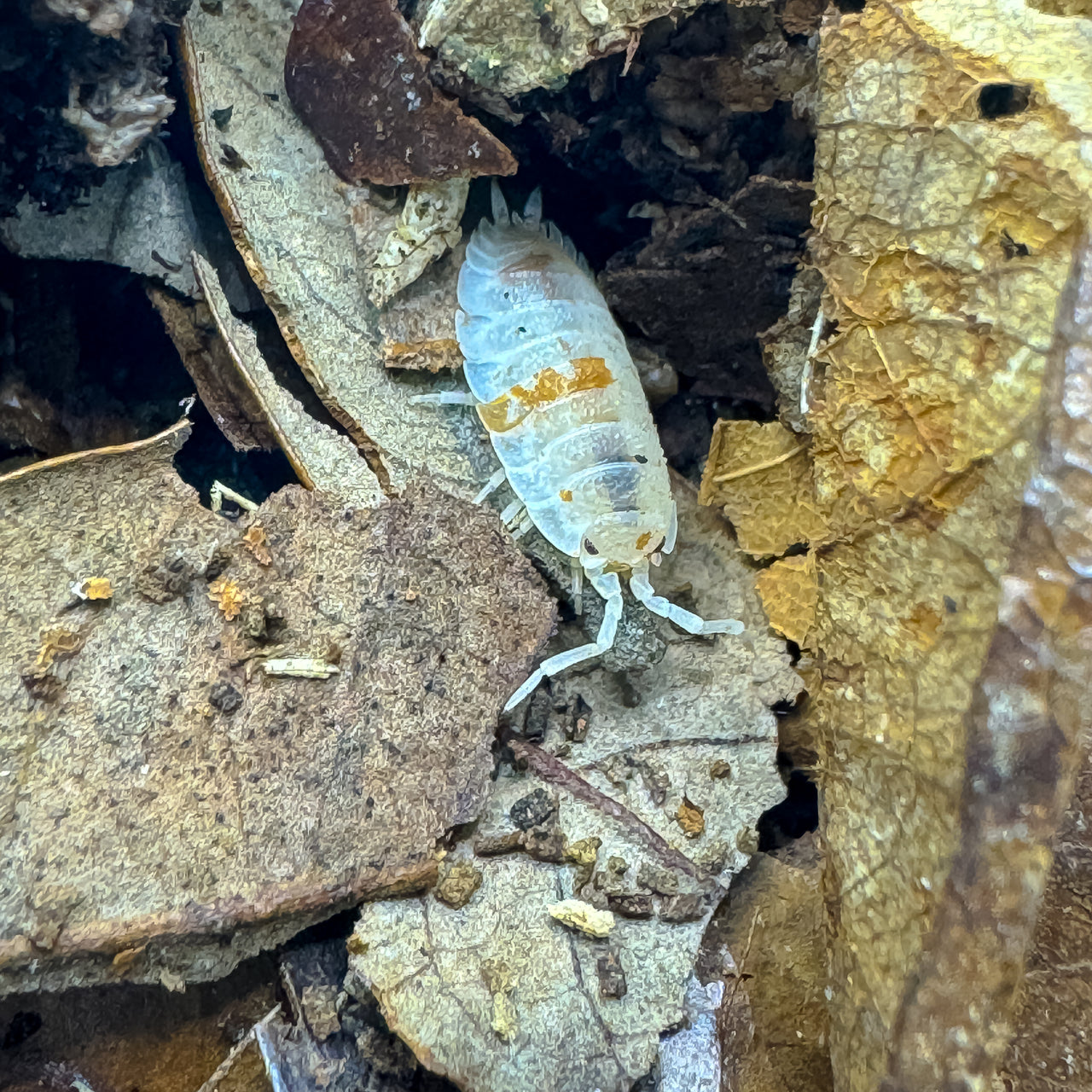 Porcellio Scaber "Orange Dalmatian"