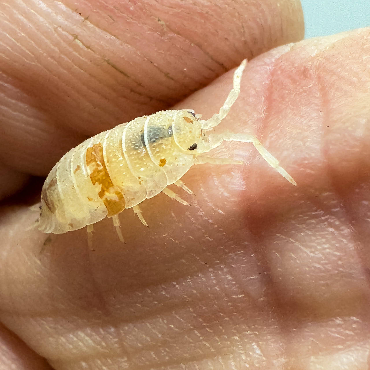 Porcellio Scaber "Orange Dalmatian"