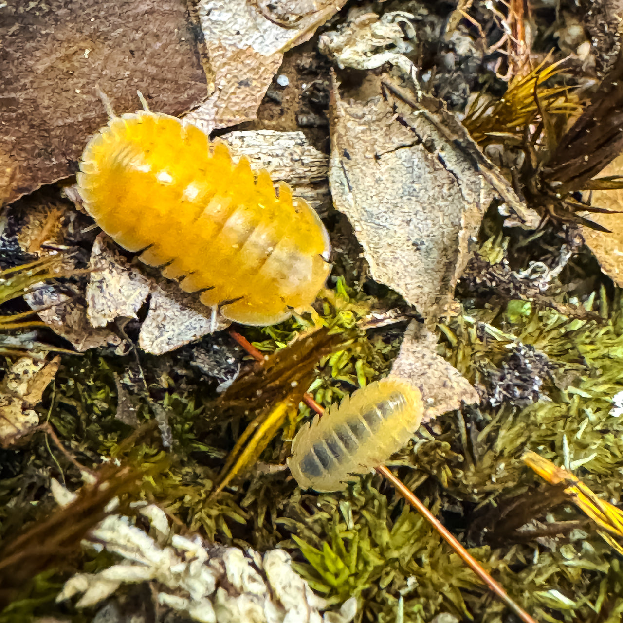 Cubaris Sp. Orange Freezy