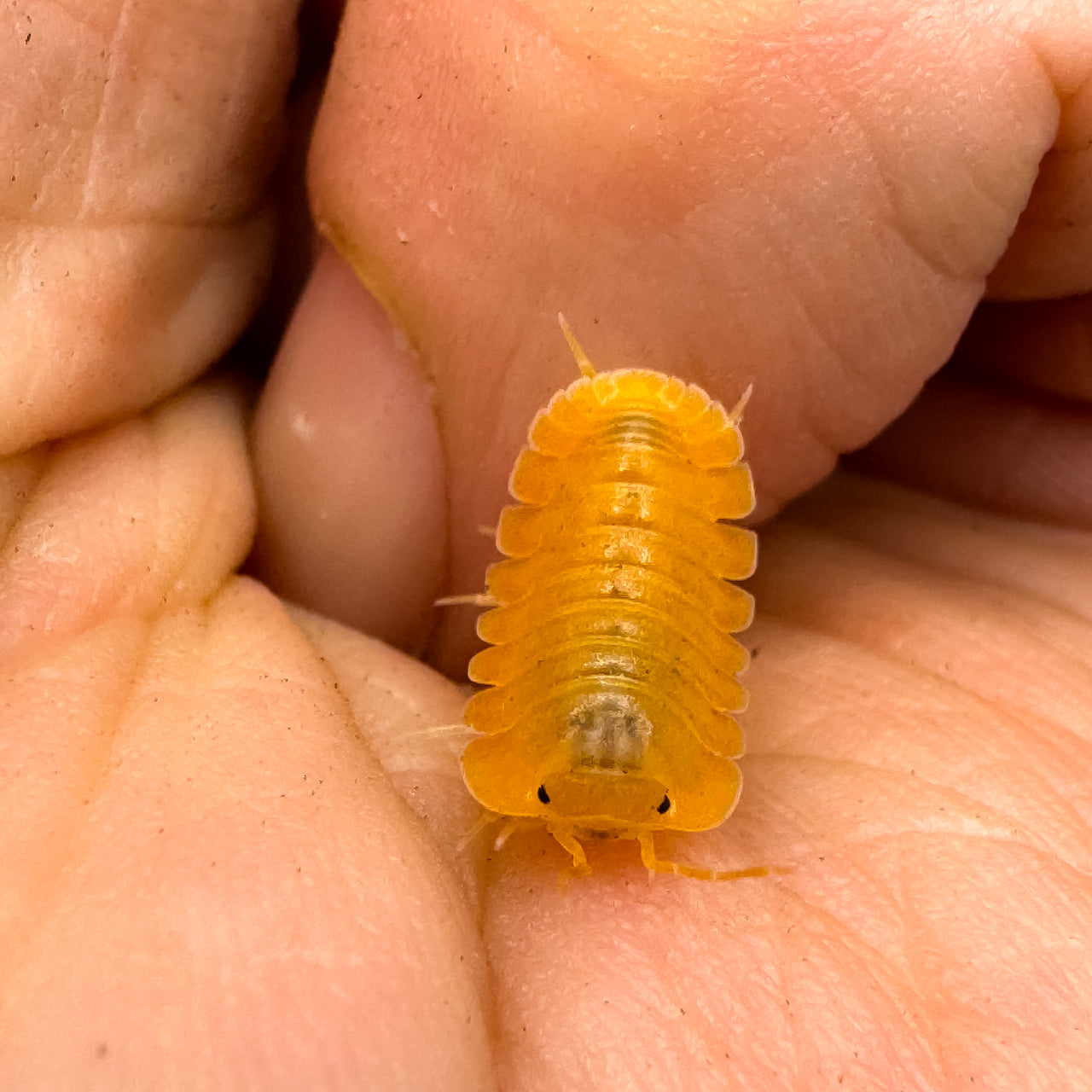 Cubaris Sp. Orange Freezy