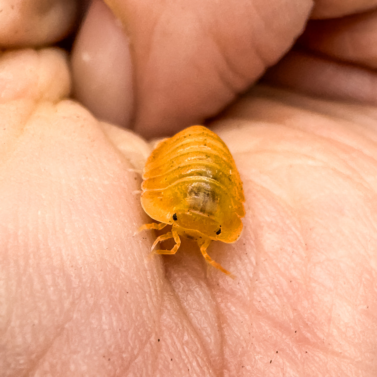 Cubaris Sp. Orange Freezy