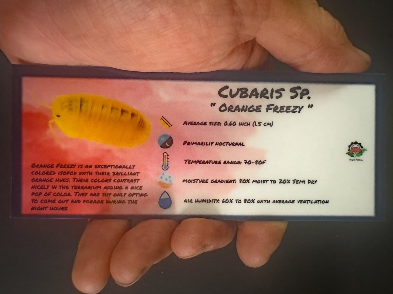 Cubaris Sp. Orange Freezy Isopod Bin Label