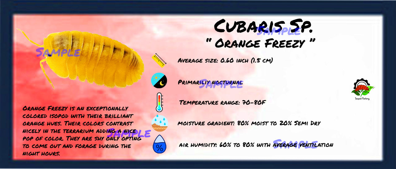 Cubaris Sp. Orange Freezy Isopod Bin Label