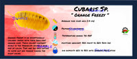 Thumbnail for Cubaris Sp. Orange Freezy Isopod Bin Label