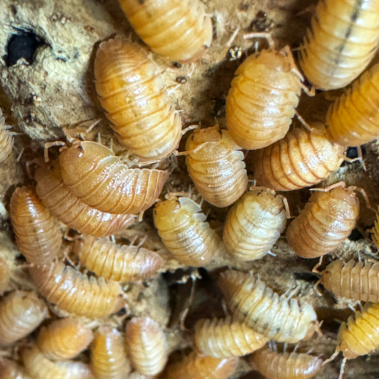 Armadillidium Pallasii Orange