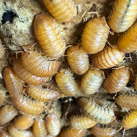 Thumbnail for Armadillidium Pallasii Orange
