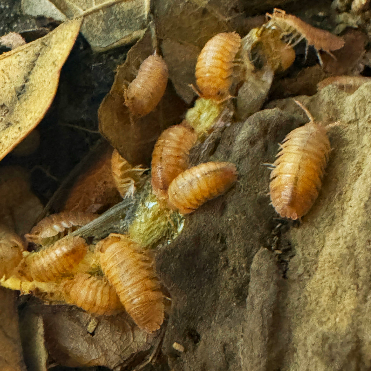 Armadillidium Pallasii Orange