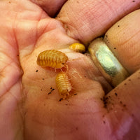 Thumbnail for Armadillidium Pallasii Orange
