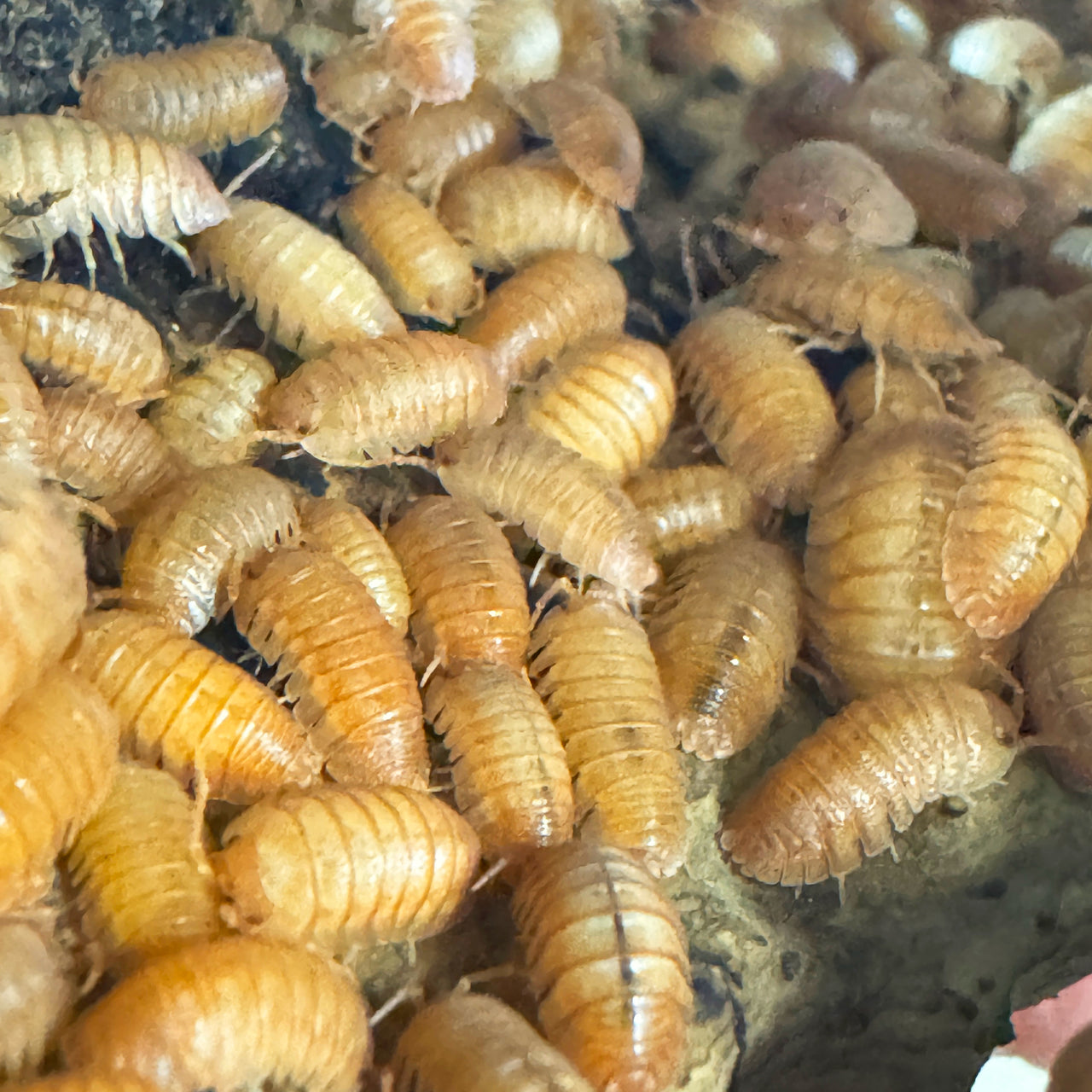 Armadillidium Pallasii Orange