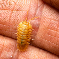 Thumbnail for Armadillidium Pallasii Orange