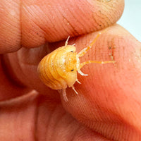 Thumbnail for Armadillidium Pallasii Orange