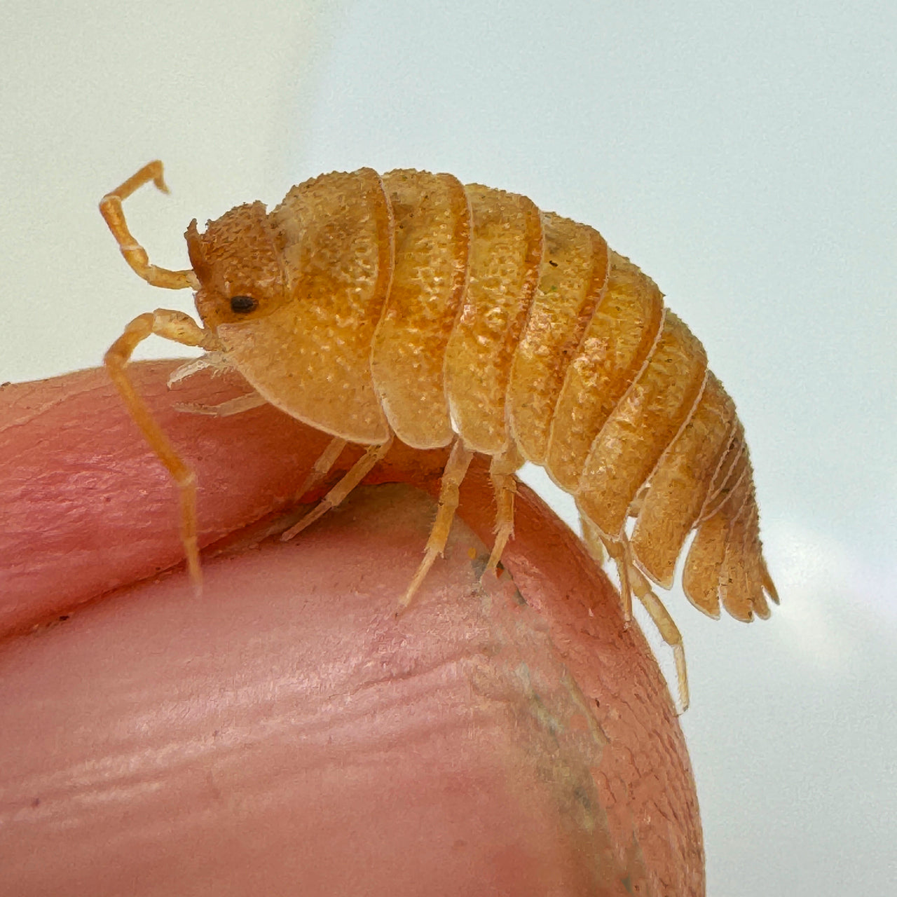 Armadillidium Pallasii Orange