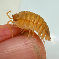 Thumbnail for Armadillidium Pallasii Orange