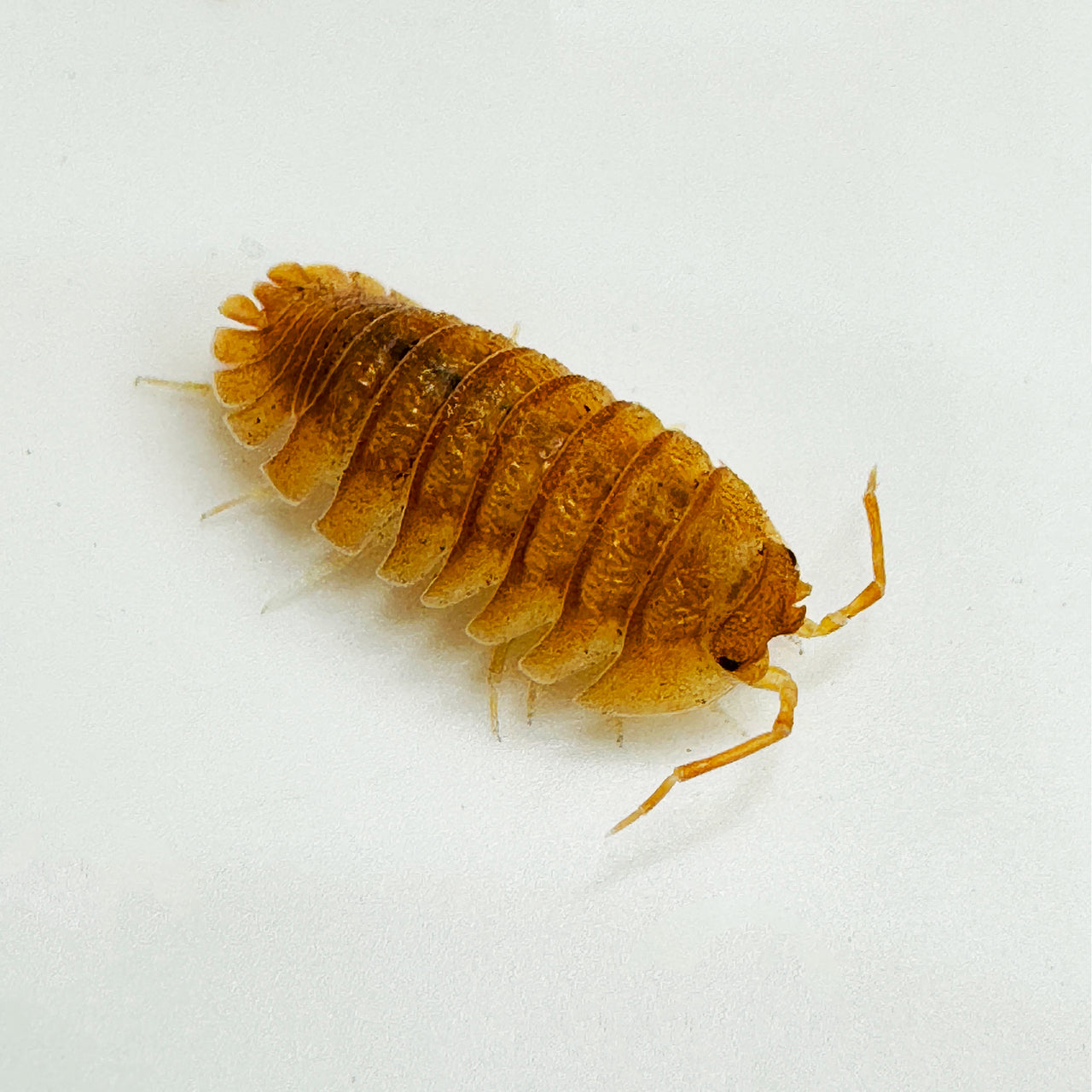 Armadillidium Pallasii Orange