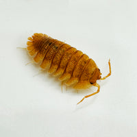 Thumbnail for Armadillidium Pallasii Orange