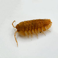 Thumbnail for Armadillidium Pallasii Orange