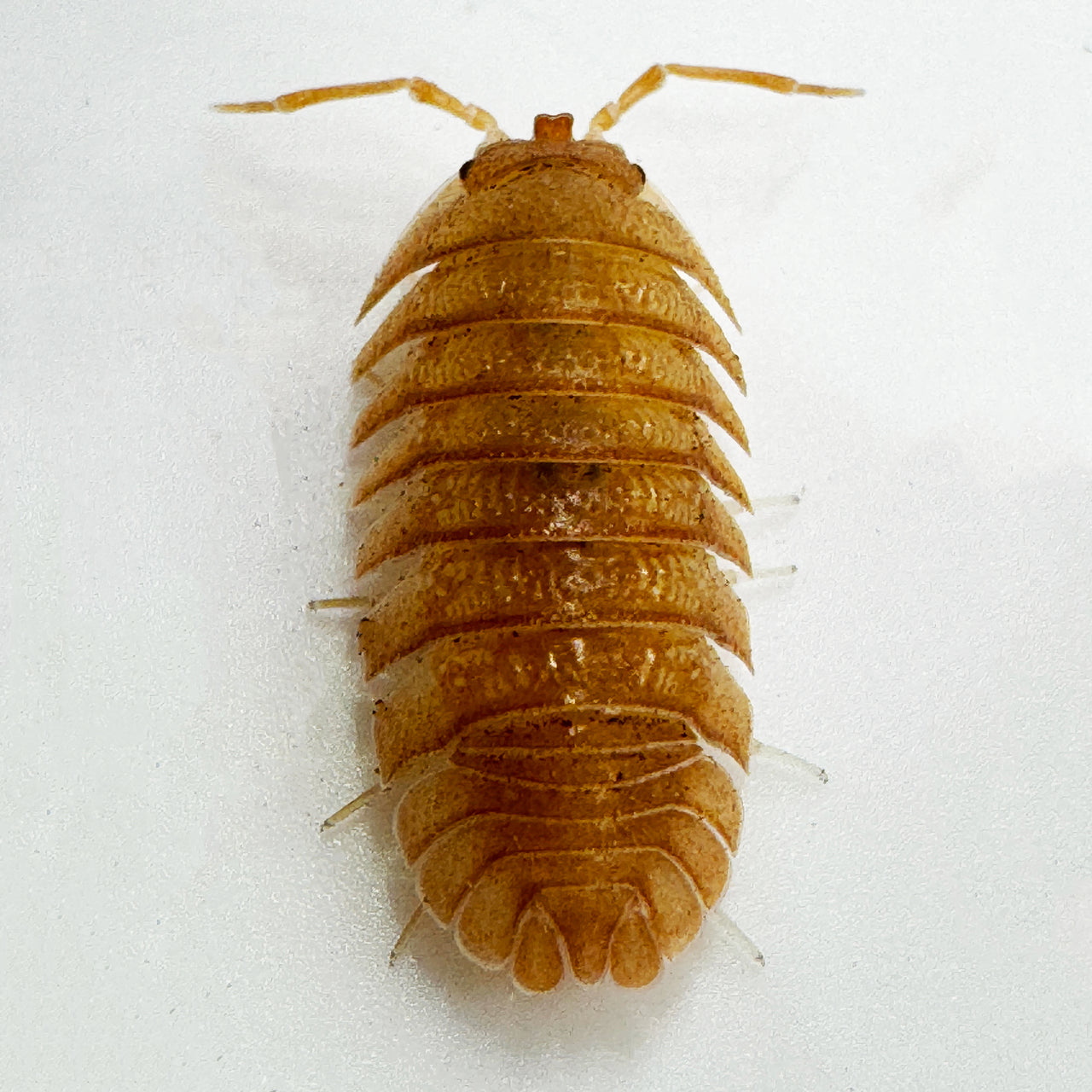 Armadillidium Pallasii Orange