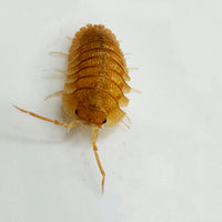 Thumbnail for Armadillidium Pallasii Orange