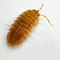 Thumbnail for Armadillidium Pallasii Orange