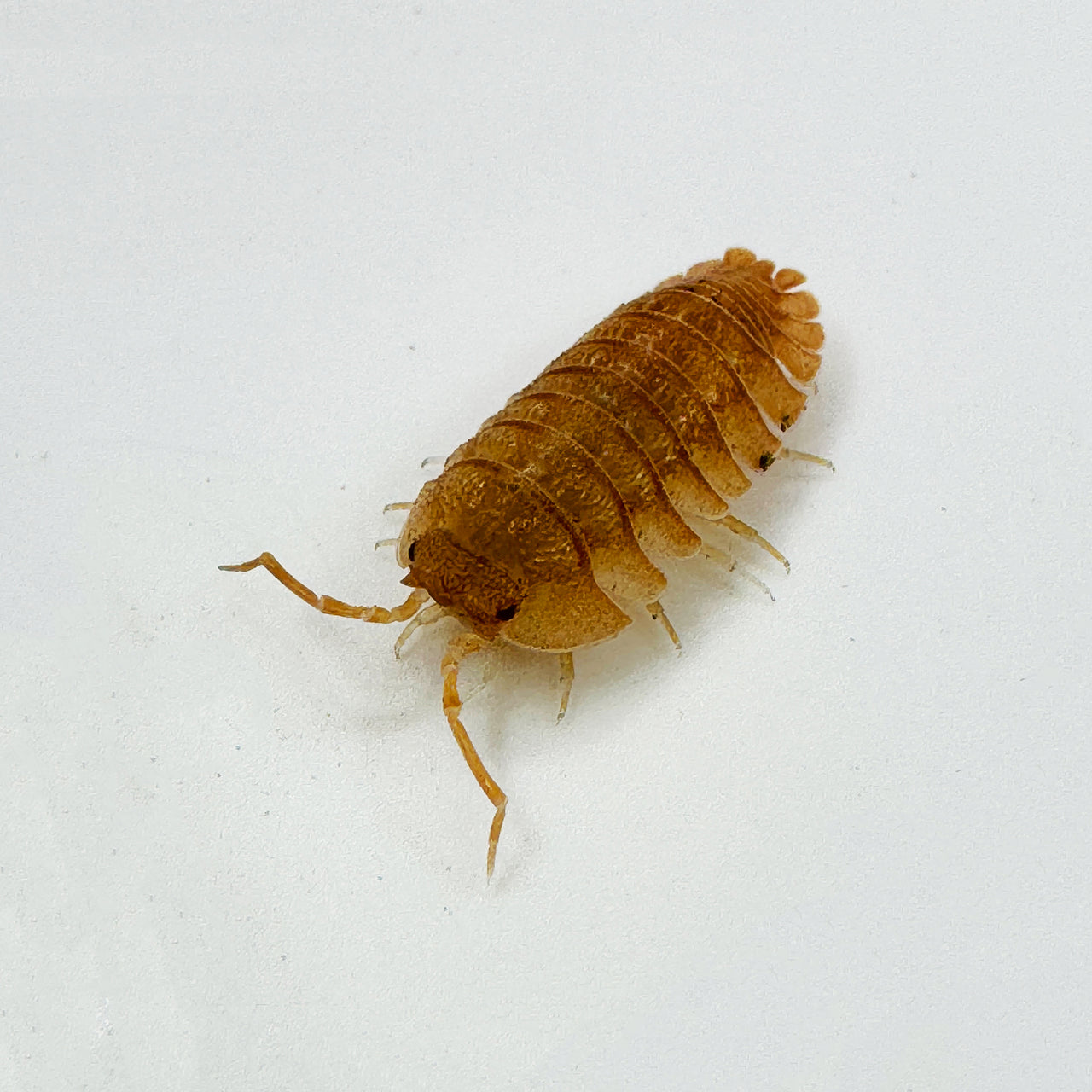 Armadillidium Pallasii Orange