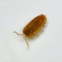 Thumbnail for Armadillidium Pallasii Orange
