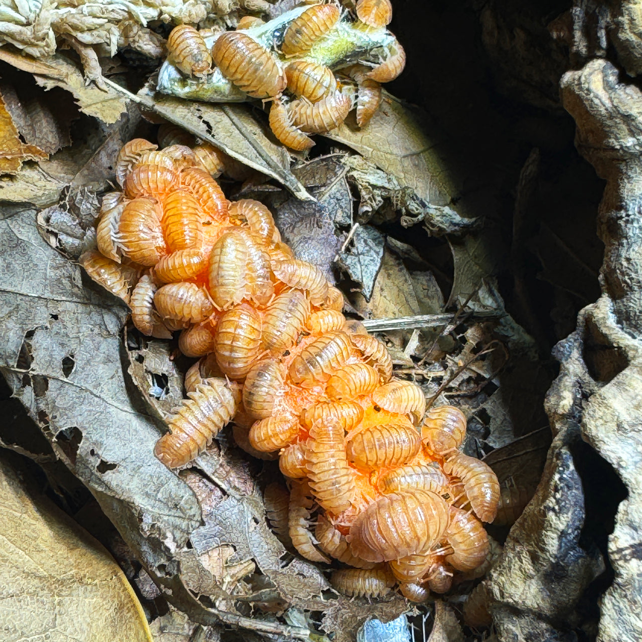 Armadillidium Pallasii Orange