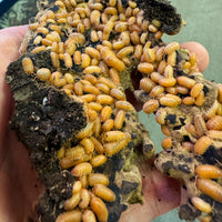 Thumbnail for Armadillidium Pallasii Orange