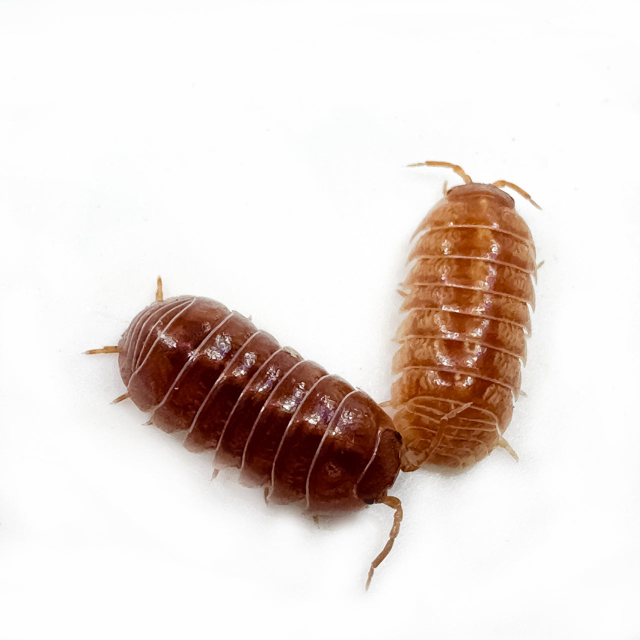Armadillidium Vulgare "Orange Vigor"