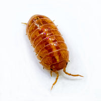 Thumbnail for Armadillidium Vulgare 