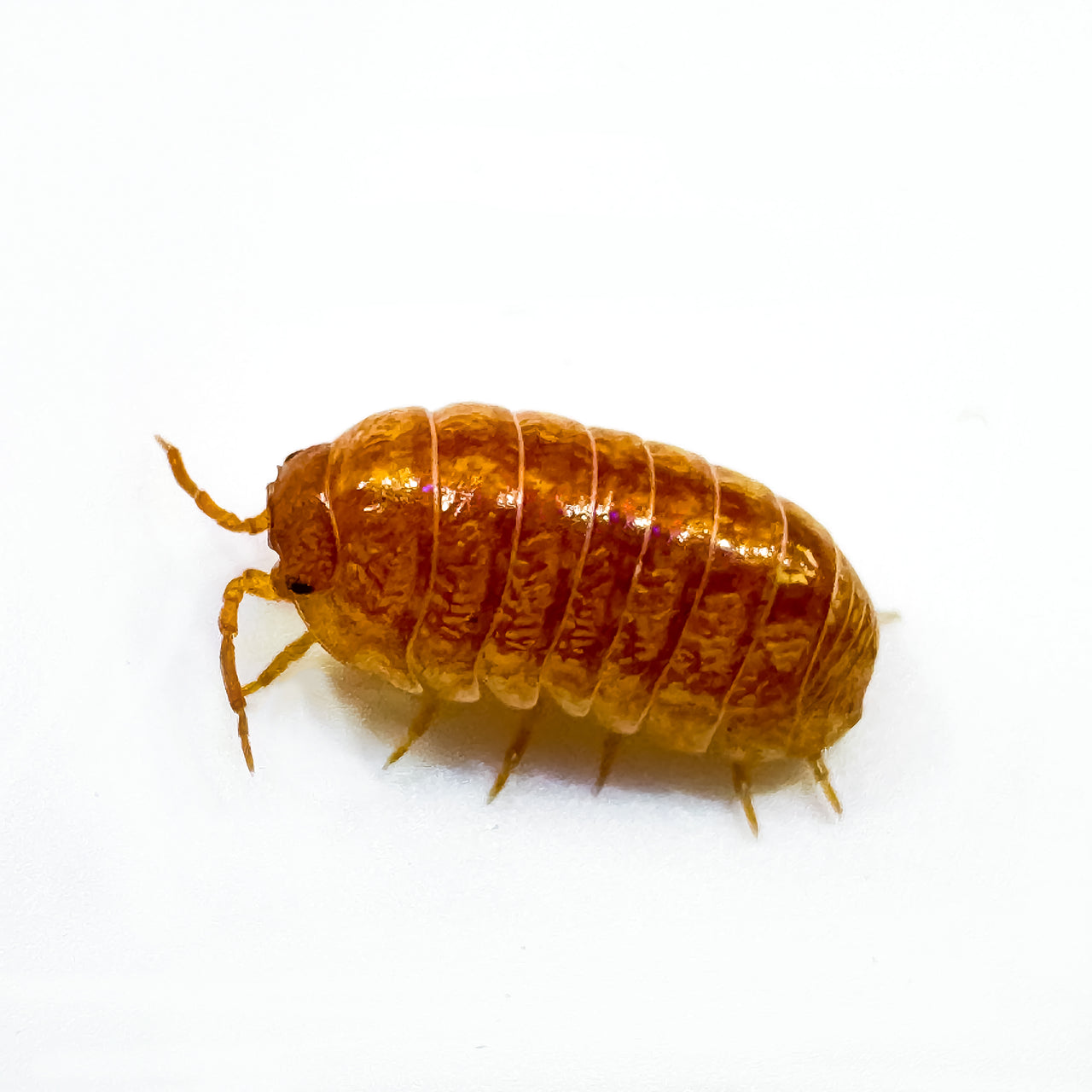 Armadillidium Vulgare "Orange Vigor"